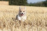 CORGI PEMBROKE 098